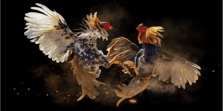 What are the reasons behind the surge in popularity of online cockfighting?
